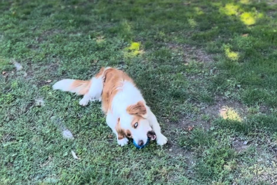 Alerte Disparition Chien croisement  Femelle , 6 ans Aubagne France