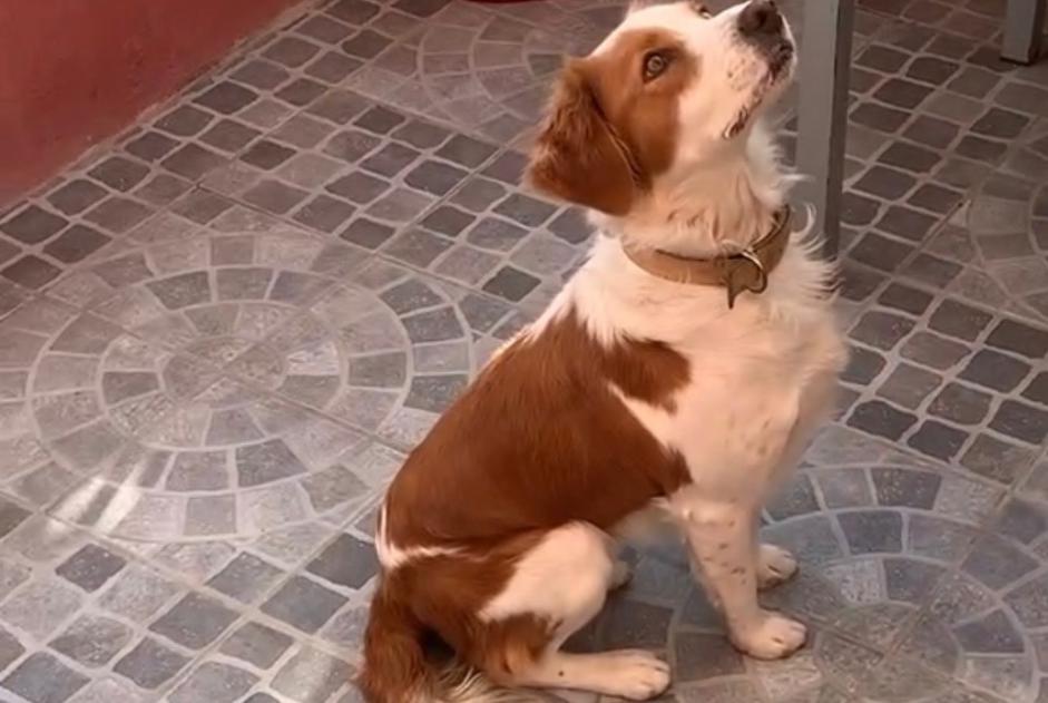 Alerte Disparition Chien croisement  Femelle , 6 ans Aubagne France