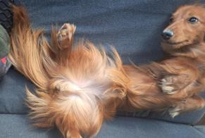 Alerte Disparition Chien  Femelle , 1 ans Finhan France