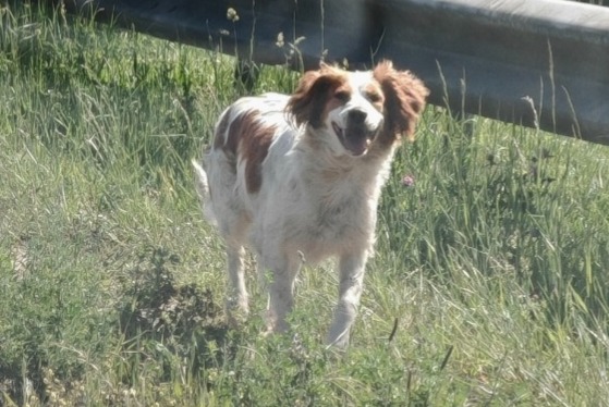Alerte Découverte Chien  Inconnu Mérignac France