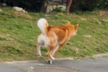 Alerte Découverte Chien Mâle Brouchy France