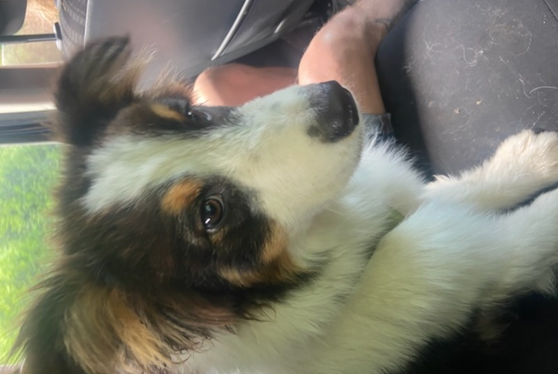 Alerte Disparition Chien  Mâle , 1 ans Ouges France