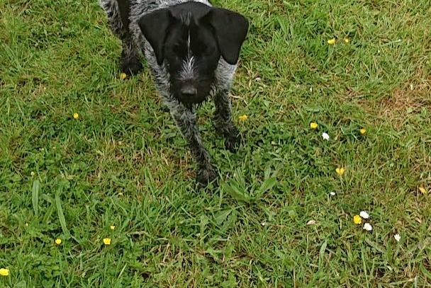 Alerte Découverte Chien  Femelle Saint-Servais France