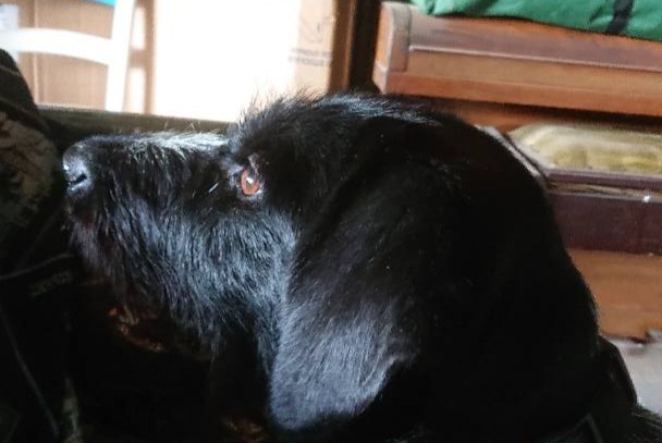 Alerte Découverte Chien  Femelle Saint-Servais France