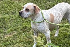 Alerte Découverte Chien  Femelle Chamberet France