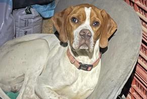 Alerte Disparition Chien  Mâle , 1 ans Bruges-Capbis-Mifaget France