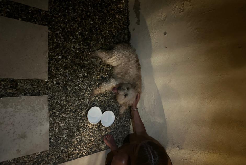 Alerte Découverte Chien croisement  Femelle , 5 ans Eymet France