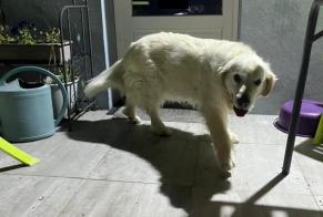 Alerte Découverte Chien  Femelle Chemillé-en-Anjou France