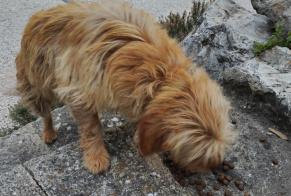 Alerte Découverte Chien Inconnu Caromb France