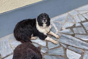 Alerte Découverte Chien Inconnu Dournazac France