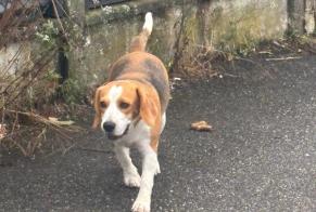Alerte Découverte Chien  Inconnu Bordeaux France