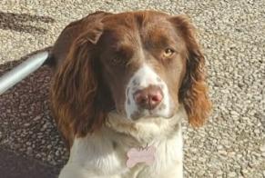 Alerte Disparition Chien croisement  Femelle , 1 ans Vendôme France