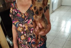Alerte Découverte Chien Femelle Saint-André France