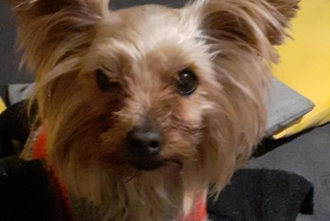 Avviso scomparsa Cane  Femmina , 9 anni Villefranche-de-Lauragais Francia