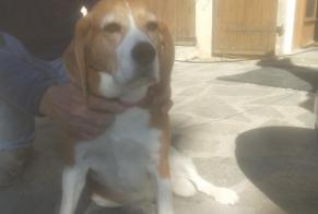 Avviso Ritrovamento Cane  Femmina Pontis Francia