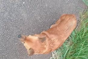 Avviso scomparsa Cane incrocio di razze  Femmina , 10 anni Beaune-la-Rolande Francia
