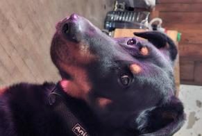 Avviso scomparsa Cane  Maschio , 2 anni Saint-Victor-Montvianeix Francia
