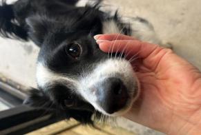 Avviso Ritrovamento Cane incrocio di razze  Maschio Urrugne Francia