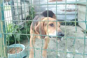 Avviso Ritrovamento Cane incrocio di razze  Maschio Briouze Francia