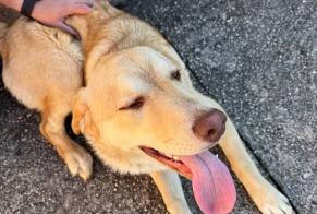 Avviso Ritrovamento Cane incrocio di razze  Maschio Sarrola-Carcopino Francia