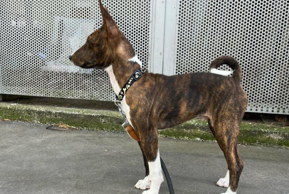 Avviso scomparsa Cane  Maschio , 1 anni Paris Francia