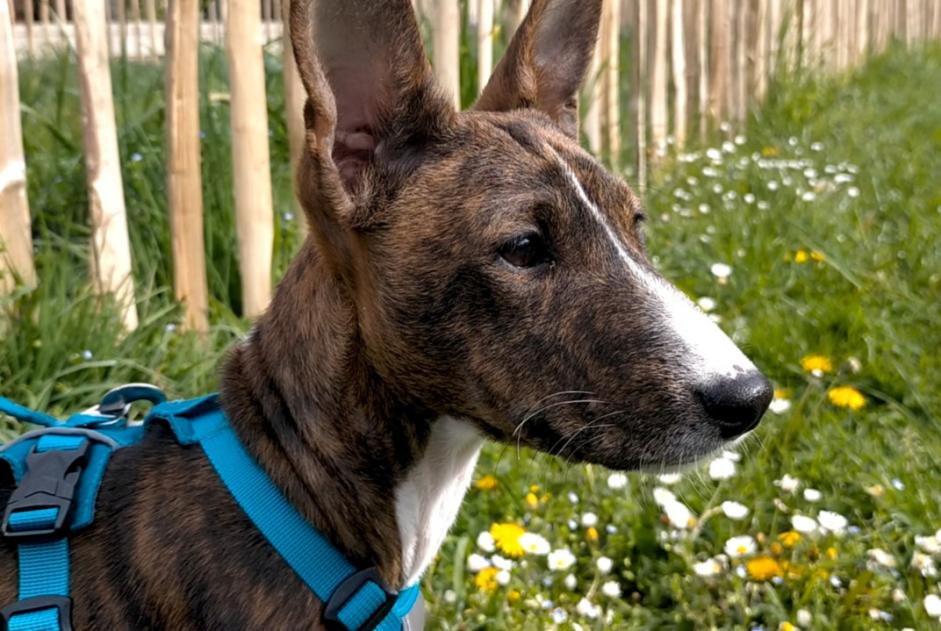 Avviso scomparsa Cane  Maschio , 1 anni Paris Francia