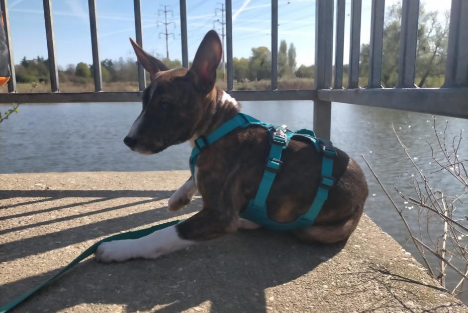 Avviso scomparsa Cane  Maschio , 1 anni Paris Francia