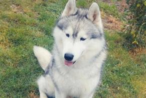 Avviso scomparsa Cane  Maschio , 4 anni Plainval Francia