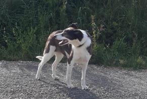 Avviso Ritrovamento Cane incrocio di razze  Femmina Saint-André-de-Roquelongue Francia