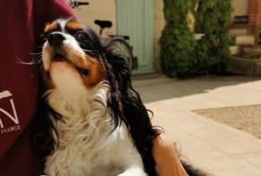 Avviso Ritrovamento Cane  Maschio Chinon Francia