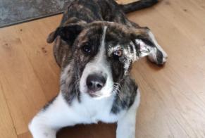 Avviso scomparsa Cane incrocio di razze  Femmina , 3 anni Caylus Francia