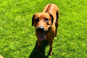 Avviso Ritrovamento Cane  Maschio Vevey Svizzera