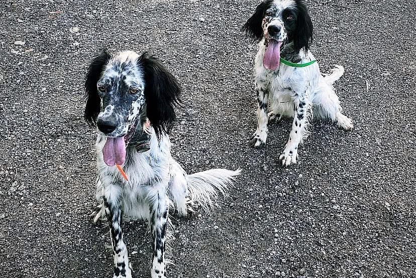 Avviso scomparsa Cane  Maschio , 2 anni Urcuit Francia