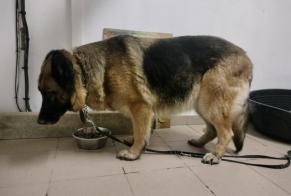 Avviso Ritrovamento Cane  Femmina Habarcq Francia