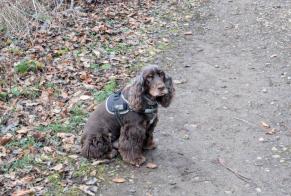 Avviso scomparsa Cane  Maschio , 11 anni Val de Briey Francia