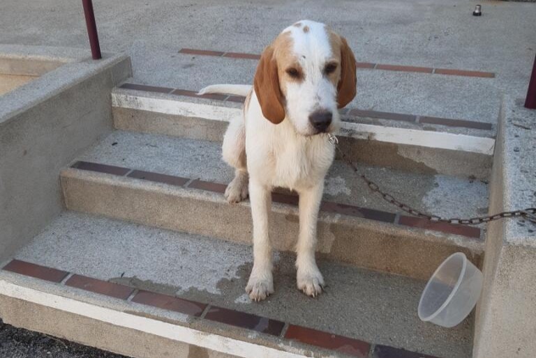 Avviso scomparsa Cane incrocio di razze  Maschio , 1 anni Champlay Francia
