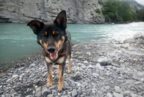 Avviso scomparsa Cane incrocio di razze  Maschio , 10 anni Strasbourg Francia
