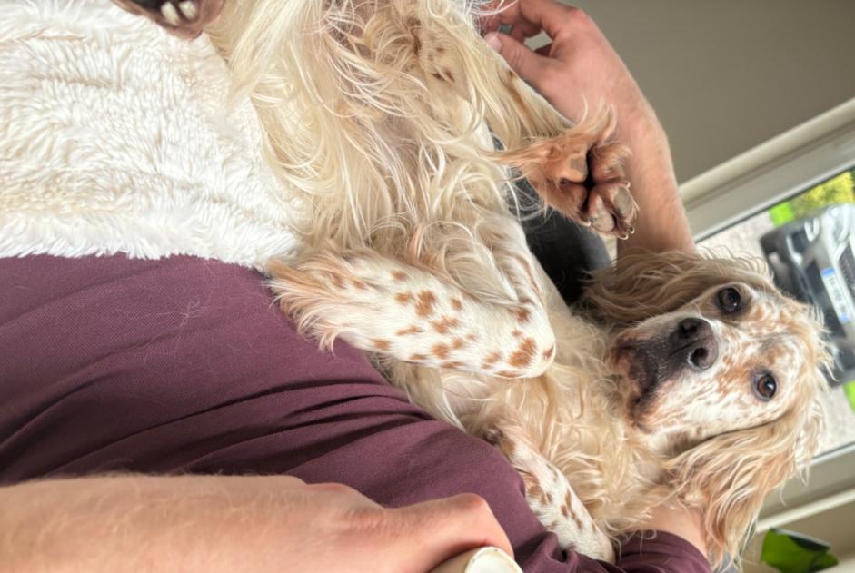 Avviso scomparsa Cane  Femmina , 7 anni Saint-Sylvestre-de-Cormeilles Francia