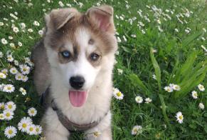 Avviso scomparsa Cane incrocio di razze  Maschio , 0 anni Les Sables-d'Olonne Francia