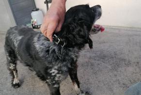 Avviso Ritrovamento Cane Non conosciuta Orléans Francia