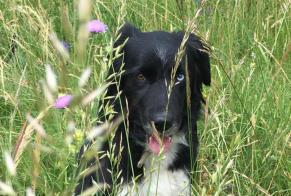 Avviso scomparsa Cane  Femmina , 13 anni Bernex Francia
