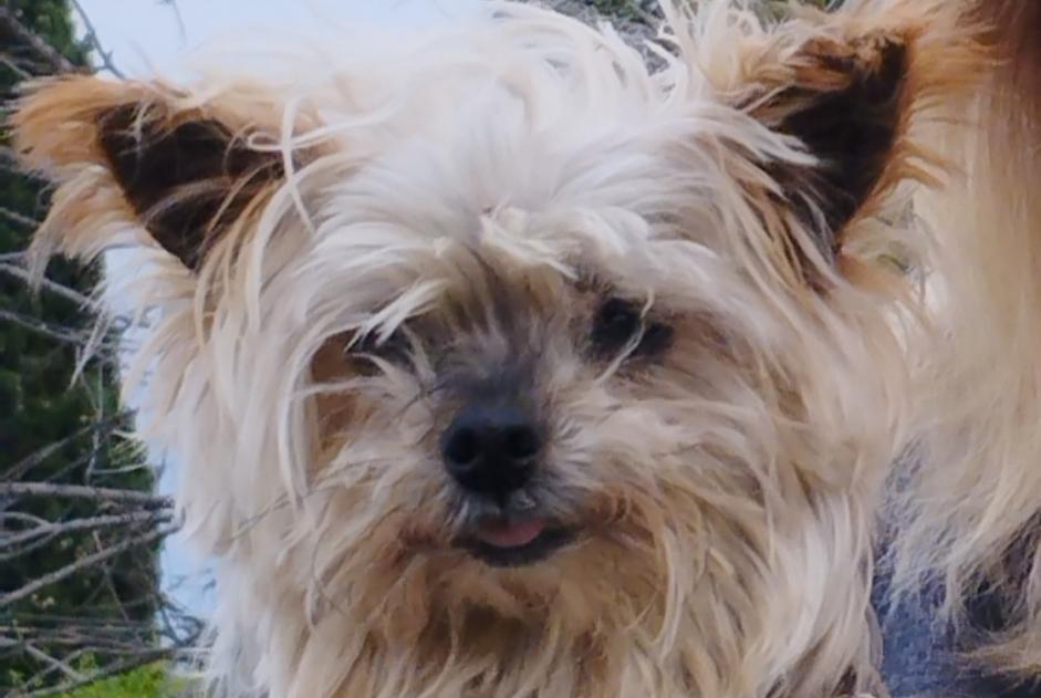 Avviso scomparsa Cane  Femmina , 16 anni Entrecasteaux Francia