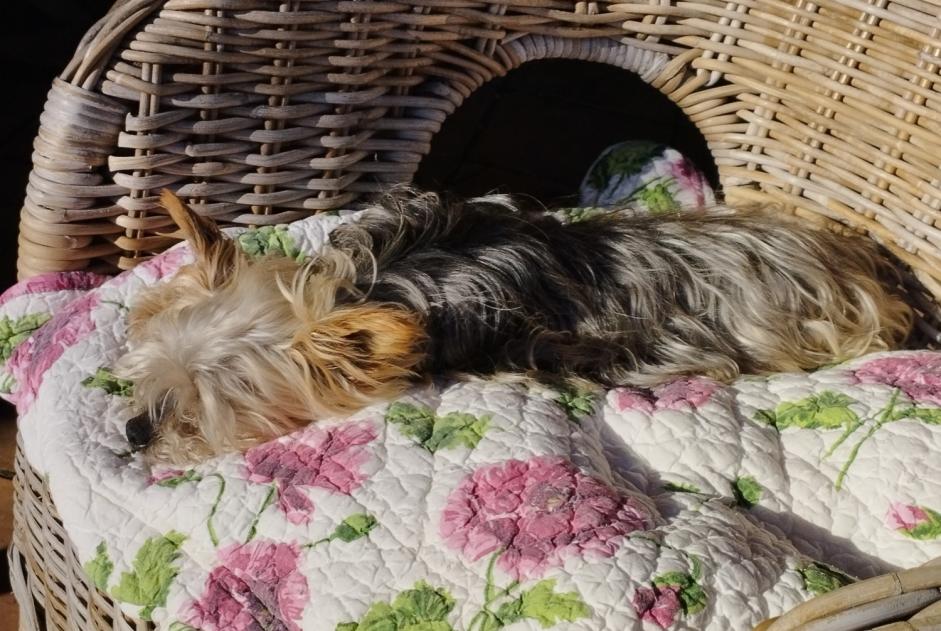 Avviso scomparsa Cane  Femmina , 16 anni Entrecasteaux Francia