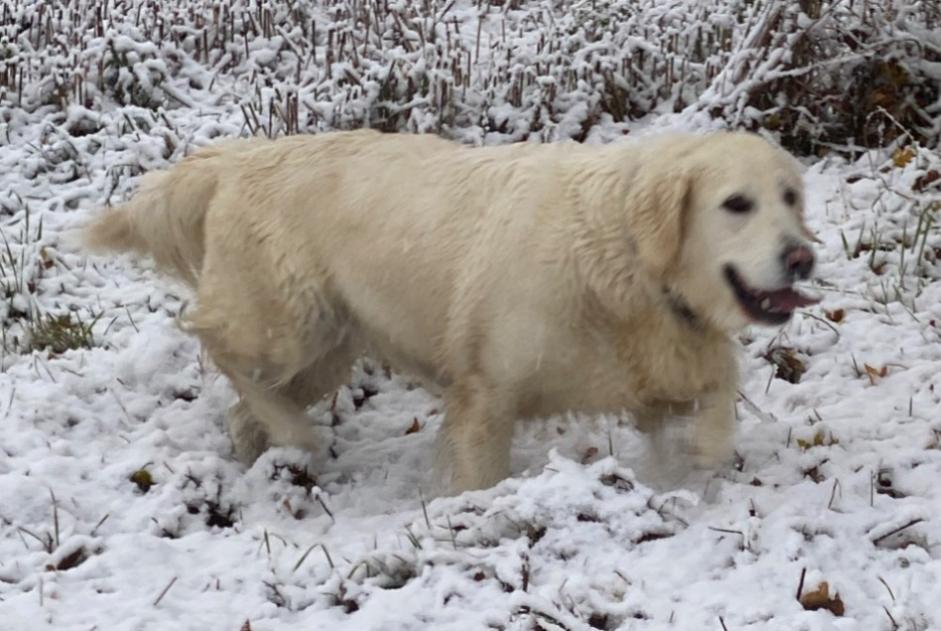 Avviso scomparsa Cane  Femmina , 11 anni Vandeins Francia
