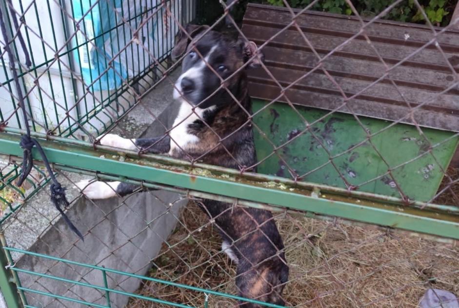 Avviso Ritrovamento Cane Non conosciuta Beaulieu-sur-Layon Francia