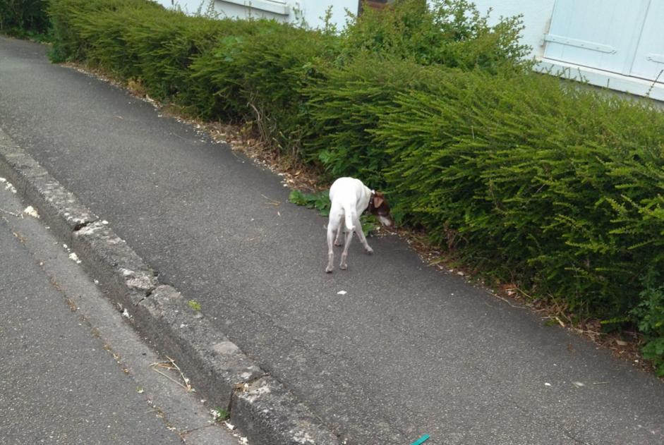 Avviso Ritrovamento Cane Non conosciuta Rezé Francia