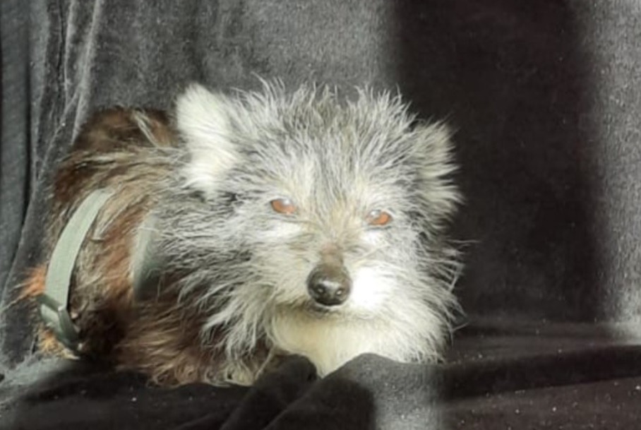 Avviso scomparsa Cane incrocio di razze  Femmina , 6 anni Massy Francia