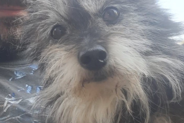 Avviso scomparsa Cane incrocio di razze  Femmina , 6 anni Massy Francia