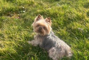 Avviso scomparsa Cane  Femmina , 11 anni Le Clerjus Francia