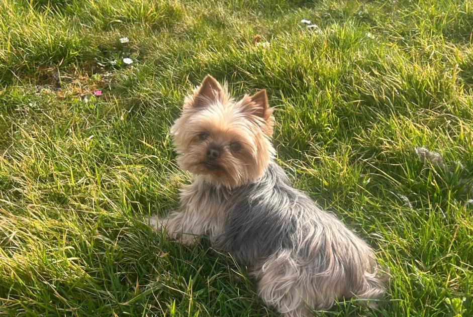 Avviso scomparsa Cane  Femmina , 11 anni Le Clerjus Francia